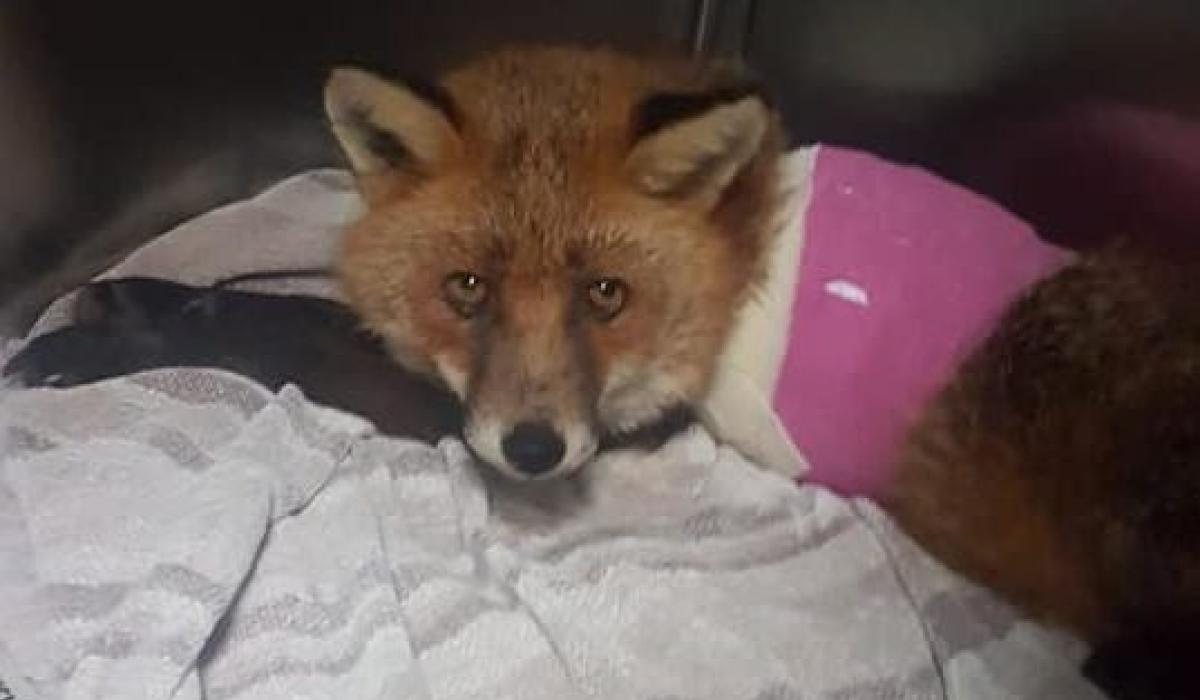 Kildare Animal Foundation Wildlife Unit highlights cruelty of illegal