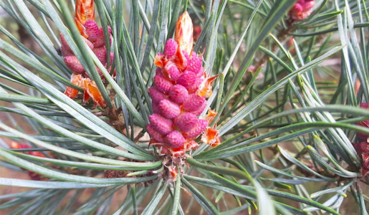 Kildare's Wildlife Watch: The Scots Pine that replaced our ...