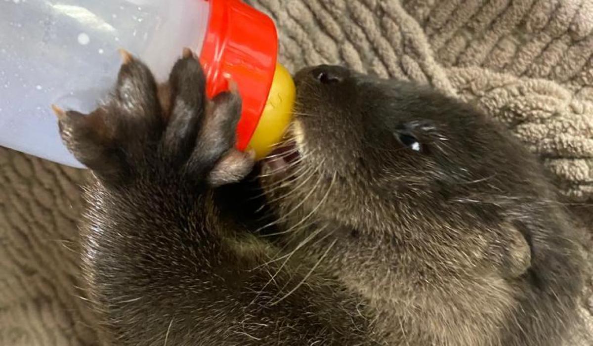 FEATURE Kildare Wildlife Rescue — Year in Review Kildare Now