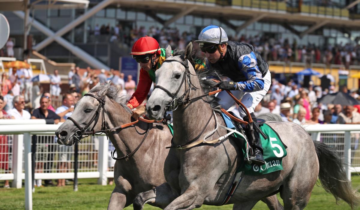 Kildarebased equine company partners with The Saudi Cup 2023 Kildare Now