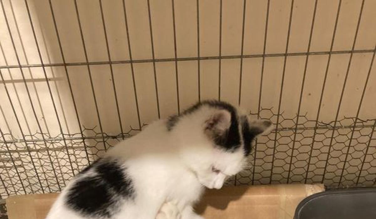 KILDARE ANIMALS IN NEED Help needed to deal with feral cats Kildare Now