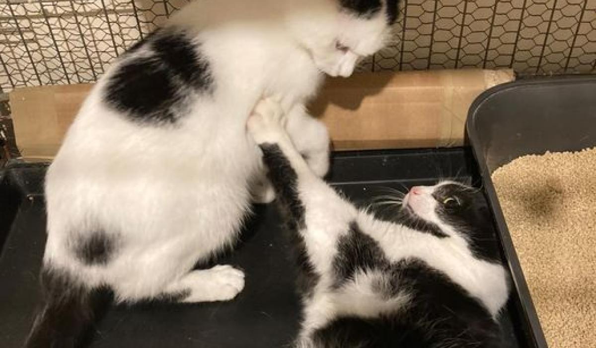 KILDARE ANIMALS IN NEED Help needed to deal with feral cats Kildare Now