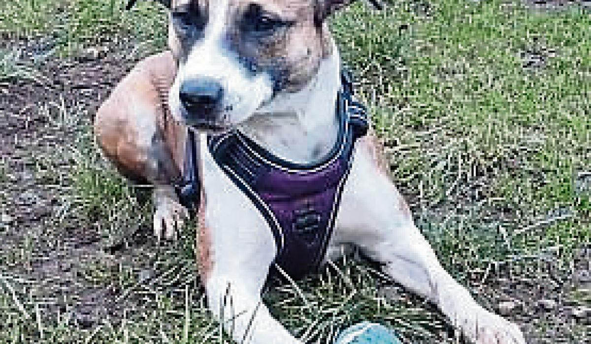 KILDARE ANIMALS IN NEED Homes needed for larger rescue dogs Kildare Now