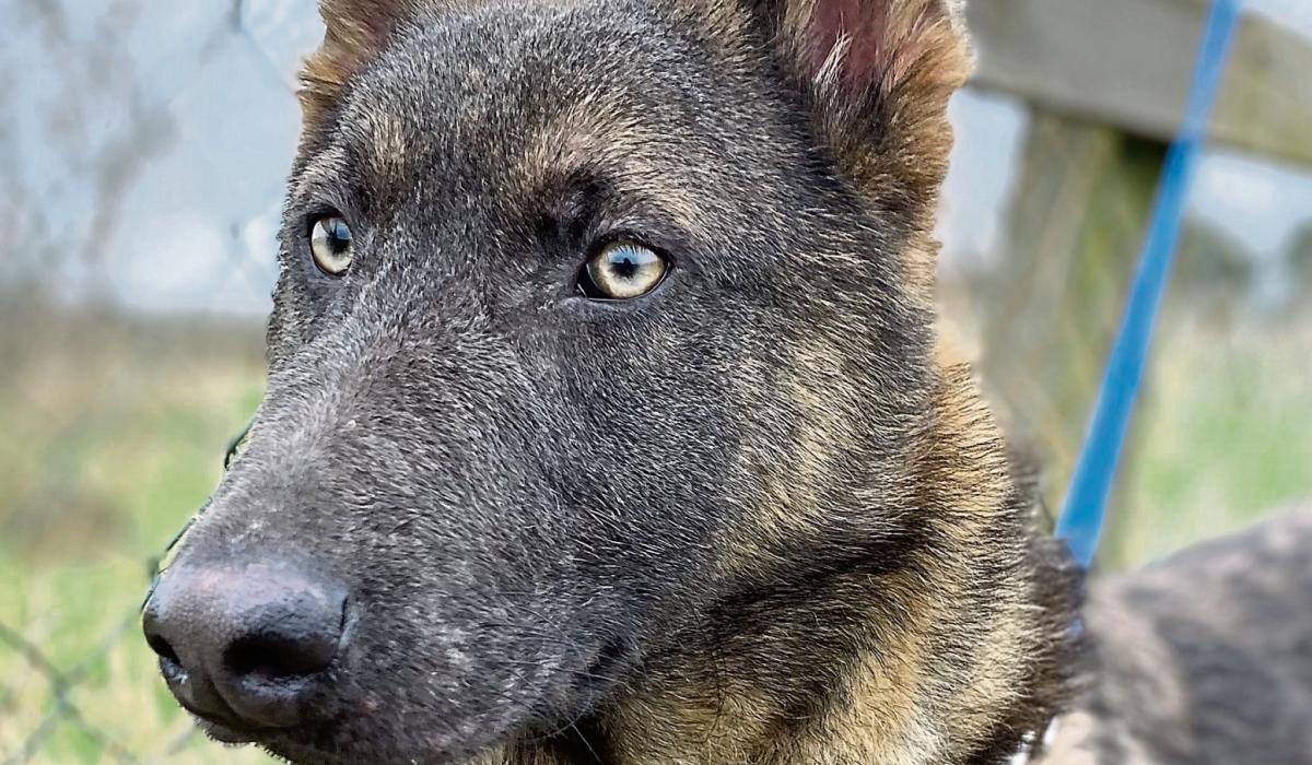KILDARE ANIMALS IN NEED The joy and satisfaction of being a volunteer