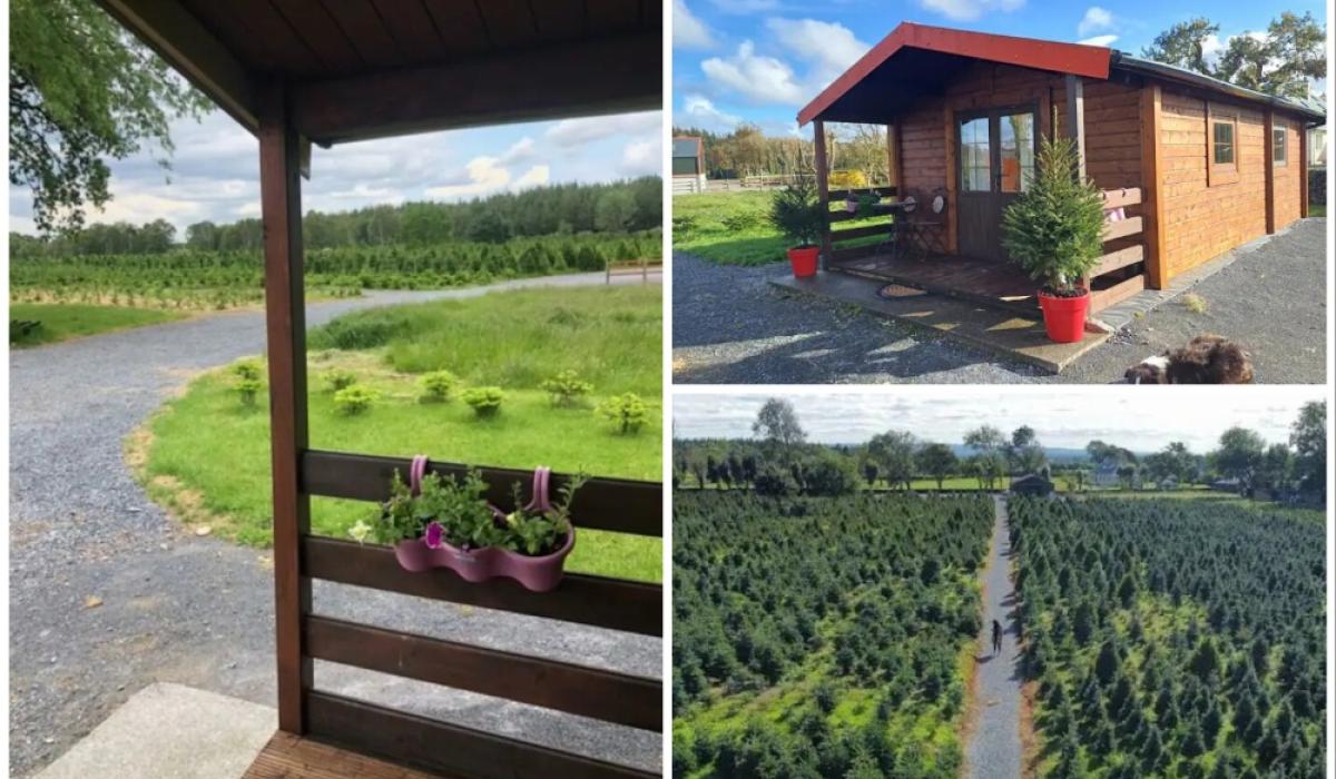 PICTURES Christmas tree farm surrounds cosy Irish countryside cabin
