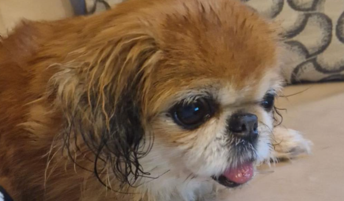 'Owners left her tied to a pole' Dog abandoned at Dublin Airport