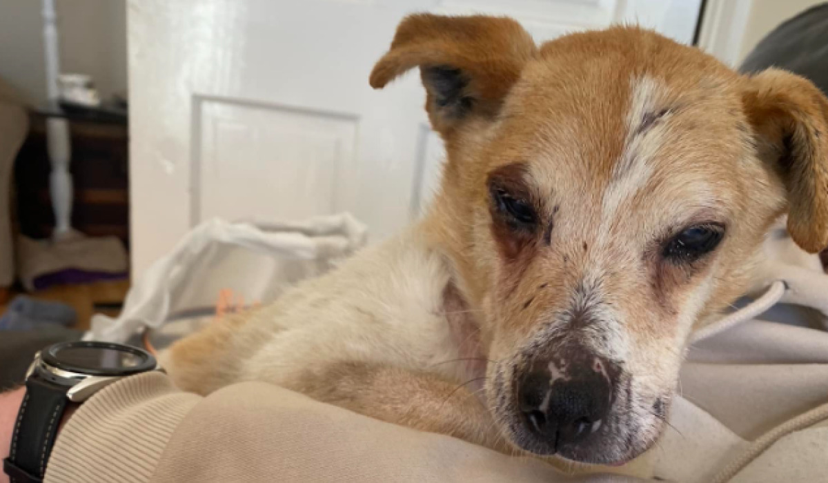APPEAL Deaf and blind elderly dog found in ‘terrible’ condition needs