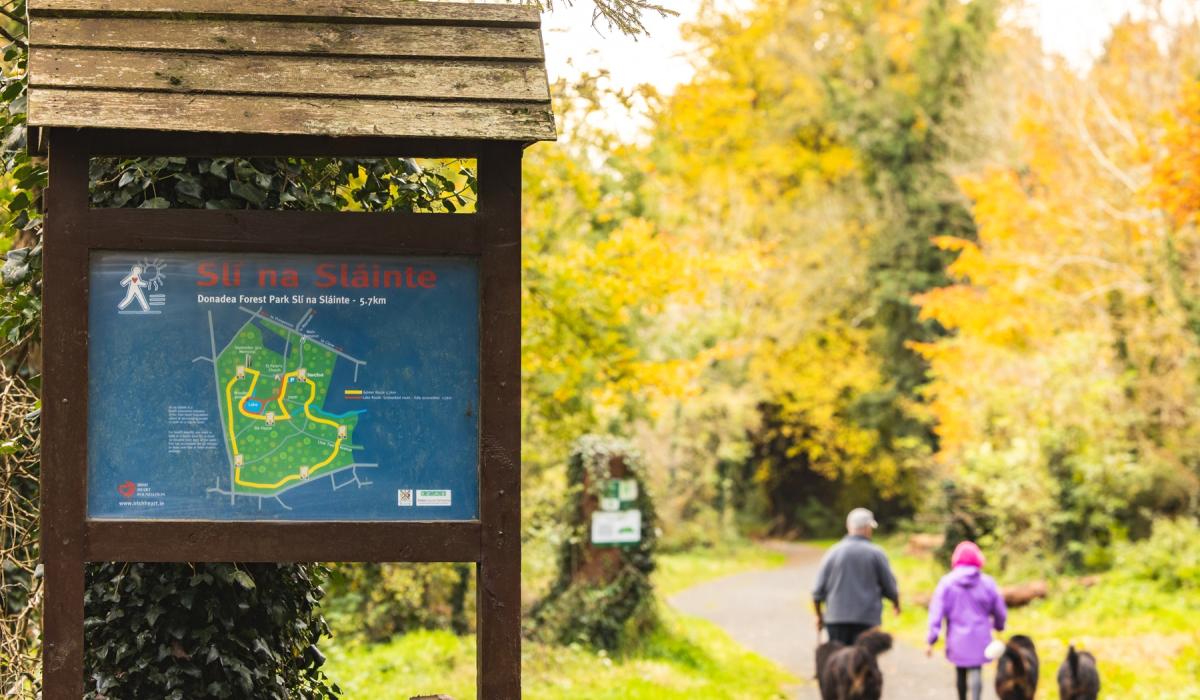 Kildare’s Donadea Forest Park and Mullaghreelan Wood among Top 20 most visited Coillte recreational parks