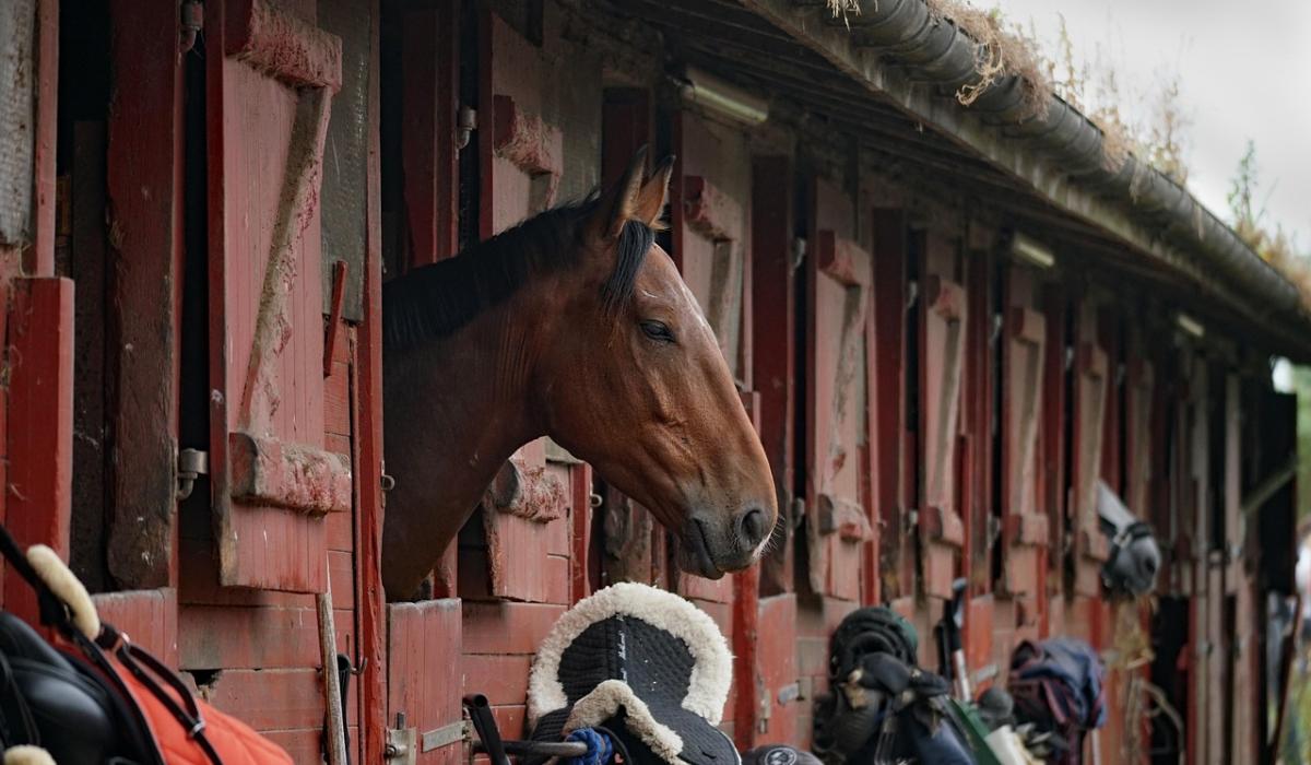 New horse stables planned for this Kildare town