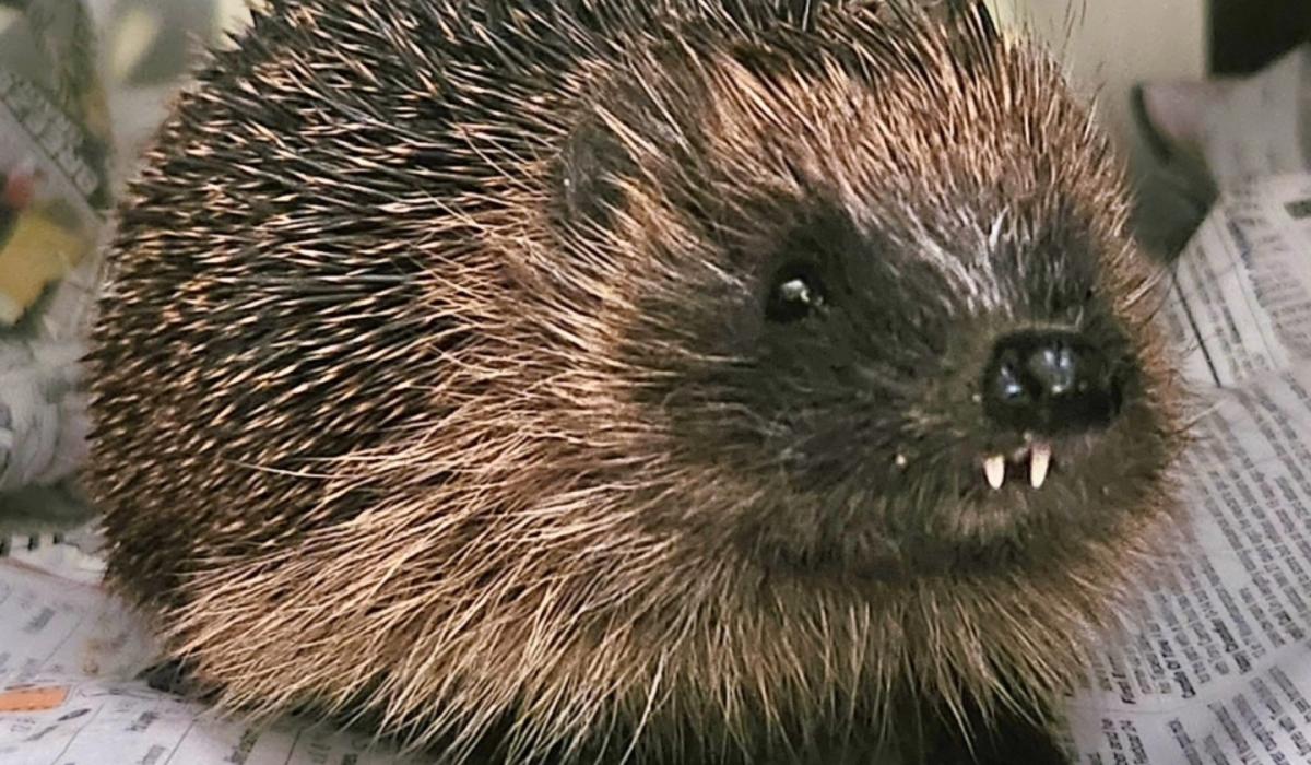 Over 5,000 cases admitted to Kildare Wildlife Rescue in 2025