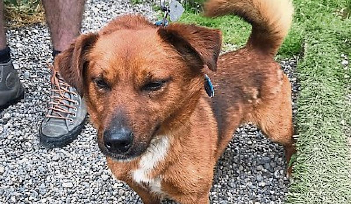 KWWSPCA Great news as dogs get forever homes Kildare Now