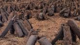 'Illegal Kildare turfcutters' must be pursued