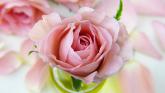 Kildare Death Notices for today: Thursday, September 11 2025