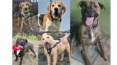 PICTURES: Kildare animal rescue lists 11 loving dogs seeking a forever home