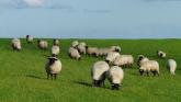 'Get a grip' - Row erupts over growing reports of injured sheep on Curragh in Kildare