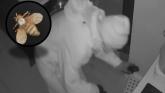 CCTV shows three intruders rifling through drawers in Kildare home burglary