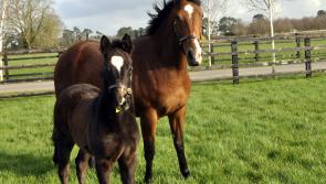 Kildare TD welcomes huge funding boost for Irish National Stud