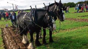 Co Laois venue for next year's Ploughing Championships 