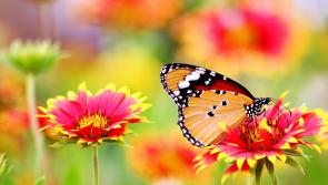 Kildare communities invited to apply for biodiversity grants