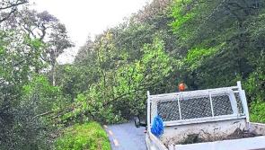 'Glorified laneways,' concerns over condition of hedges on roads to be used for Ploughing 