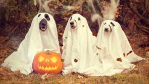 Halloween fireworks and bangers are hugely stressful to animals