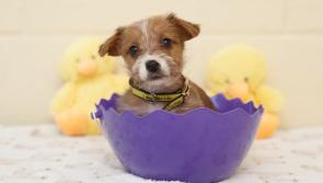 NEWS BRIEF: Kildare animal charity to host Easter egg hunt and dog walk next week