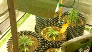 Kildare Gardai find cannabis grow-house after search  