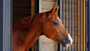 Family fun for Saturday: Kildare horse trainers opening up yards to the public 