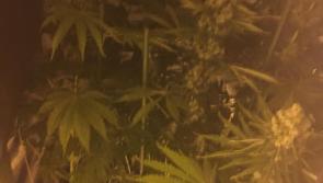 Huge drugs seizure at Kildare growhouse