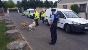 Athy Gardaí and Kildare County Council's Dog Wardens Service seize stray dogs in operation yesterday