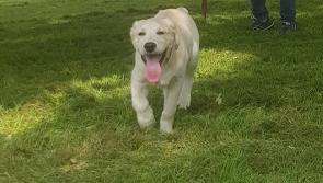 Beloved 5-month-old Golden Labrador puppy 'Marley' is missing from Athy