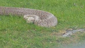 Burmese Python 'Sammi' found abandoned in Wicklow Mountains at the weekend
