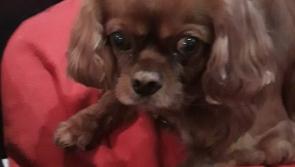 Beloved family pet 'Ollie' is missing from Donadea area
