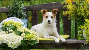 'Bloomsday' Garden Party for the KWWSPCA this afternoon 