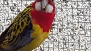 Colourful parrot missing from Kildangan area