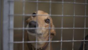 Irish Greyhound Board announces new confidential phone line to report welfare concerns