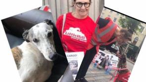 Pauline McGlynn, aka Mrs Doyle, to front greyhound protest in Co Kildare