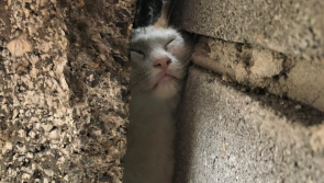 Cat-astrophe averted for Daisy the cat as Dublin Fire Brigade comes to her aid!