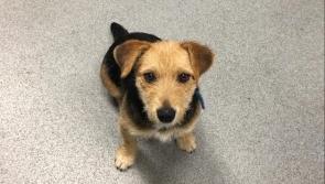 Irish Rail appeal for information after dog boards train from Kildare to Dublin