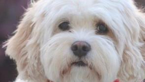 Meet Mia-Kildare's contender for the 'Nose of Tralee' title!