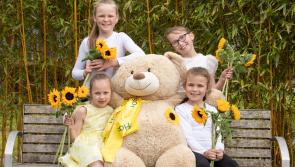 Volunteers raise &euro;50,000 for St Brigid's Hospice and Homecare Services during Sunflower Days