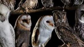 Raven Haven Aviaries comes to Naas Community Library this Wednesday