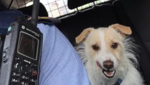 'Paw Patrol' for this lost dog in Kilcullen as he gets a lift home off gardaí!