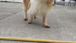 Lost dog found in Cill Dubh area