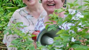 Kildare participants needed for 'Up the Hill for Jack & Jill' fundraising event this September