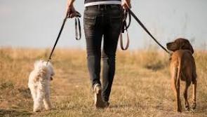 Kildare Animal Foundation host Annual Dog Walk on Sunday next  