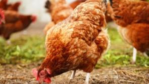 'Chicken Woman' hosting another run this weekend