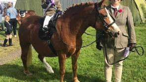 Adorable Aoibheann (2) cleans up with two rosettes at the Eadestown Family Fun Field Day last Sunday!