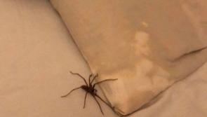 Creepy crawlies invade Kildare homes as 'spider season' gets underway!