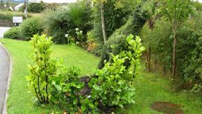 'Ballymare' topiary feature gets a knock